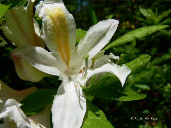 Bois des Moutiers (353) Mai 2012